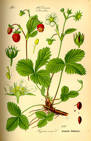 Fragaria vesca